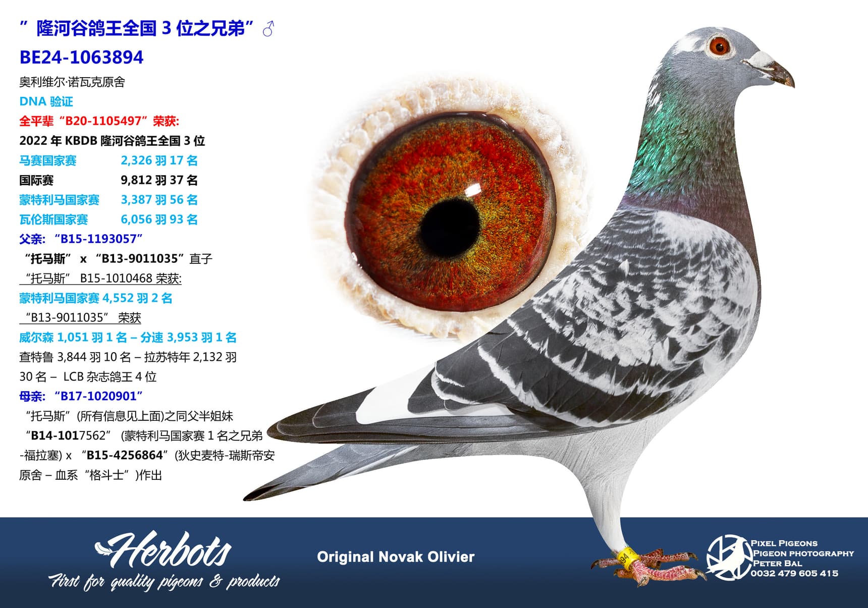 pigeon: ”隆河谷鸽王全国3位之兄弟”