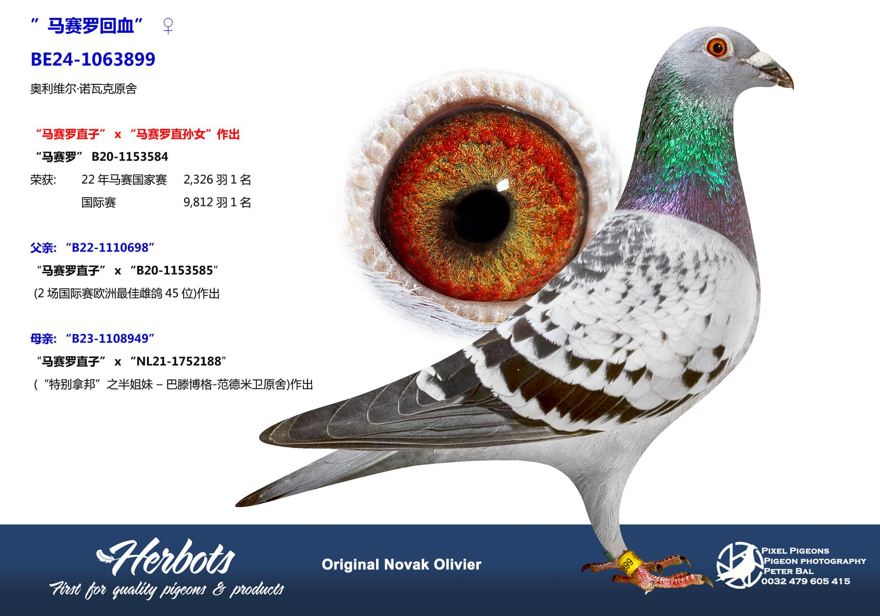 pigeon: ”马赛罗回血”