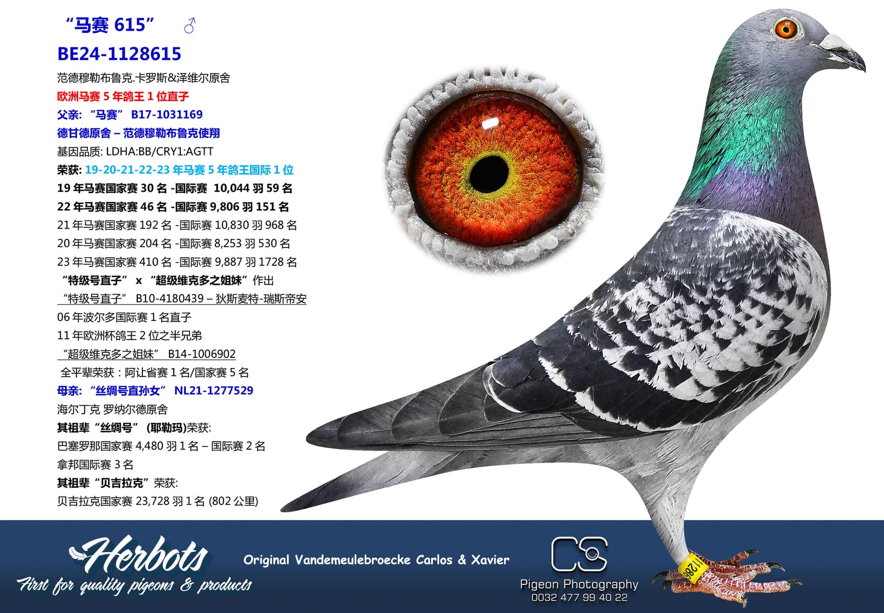 pigeon: “马赛 615”