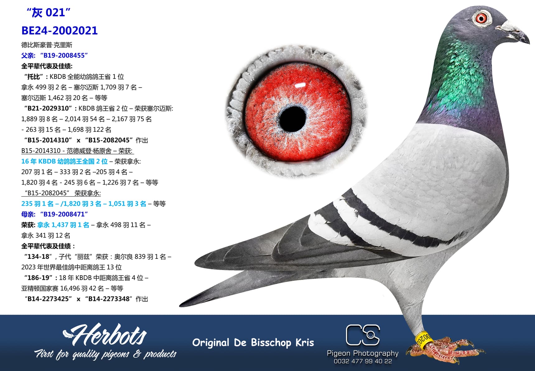 pigeon: undefined