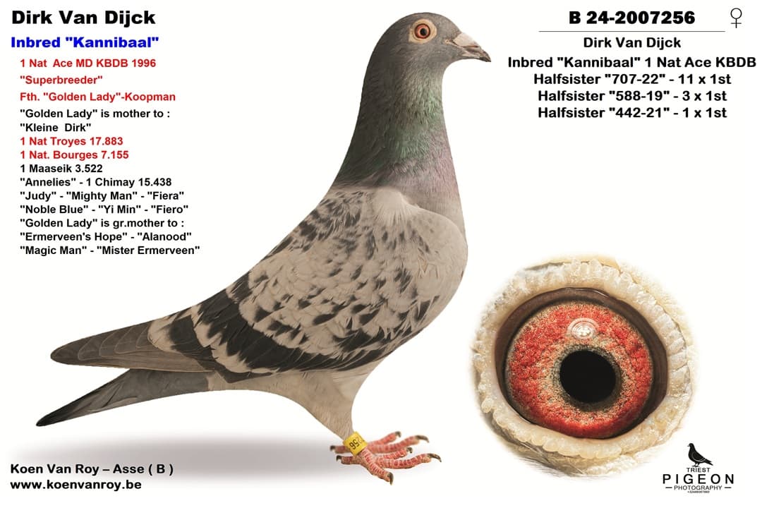 Dirk Van Dijck  Inbred "Kannibaal"