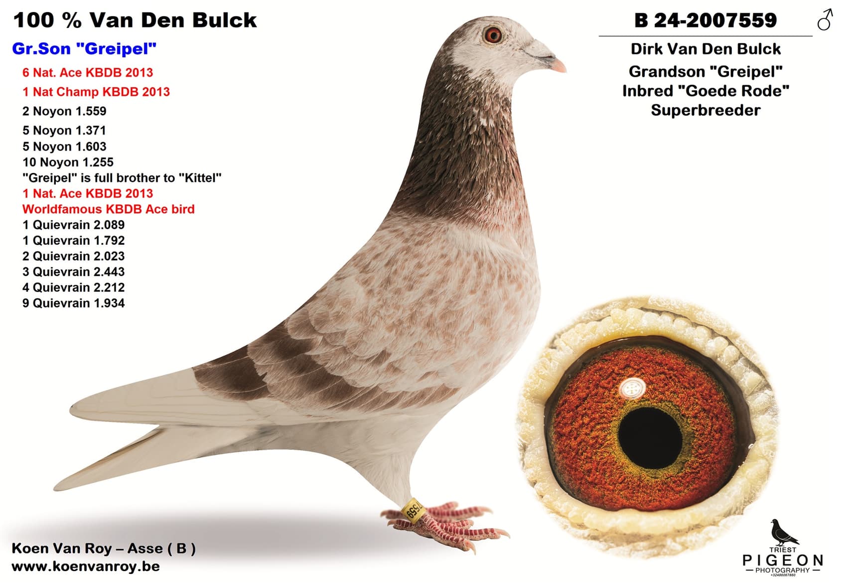 100 % Van Den Bulck  Gr.Son "Greipel"