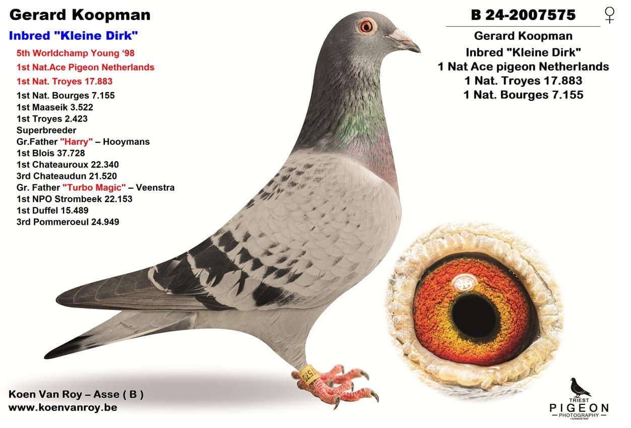‘Son Laura’ x ‘Inbred Kleine Dirk’