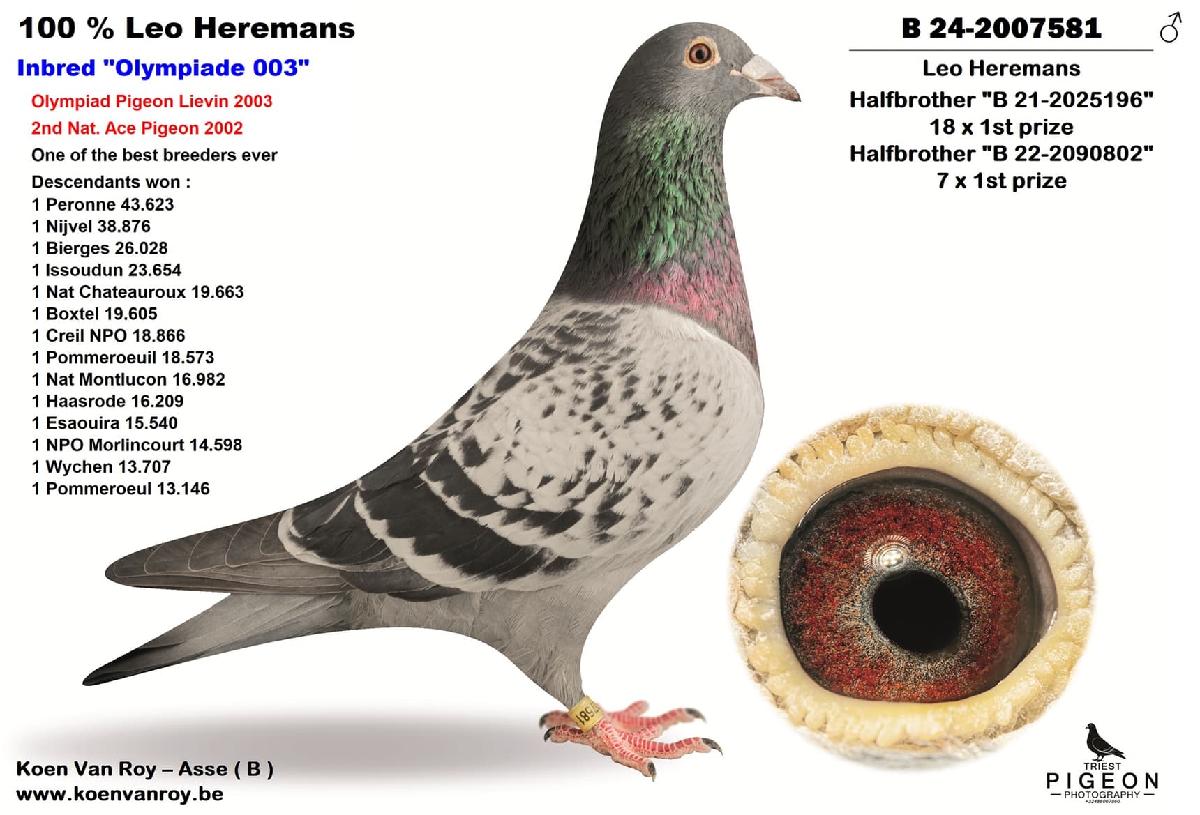 Leo Heremans  1/2brother 18 x 1st prize