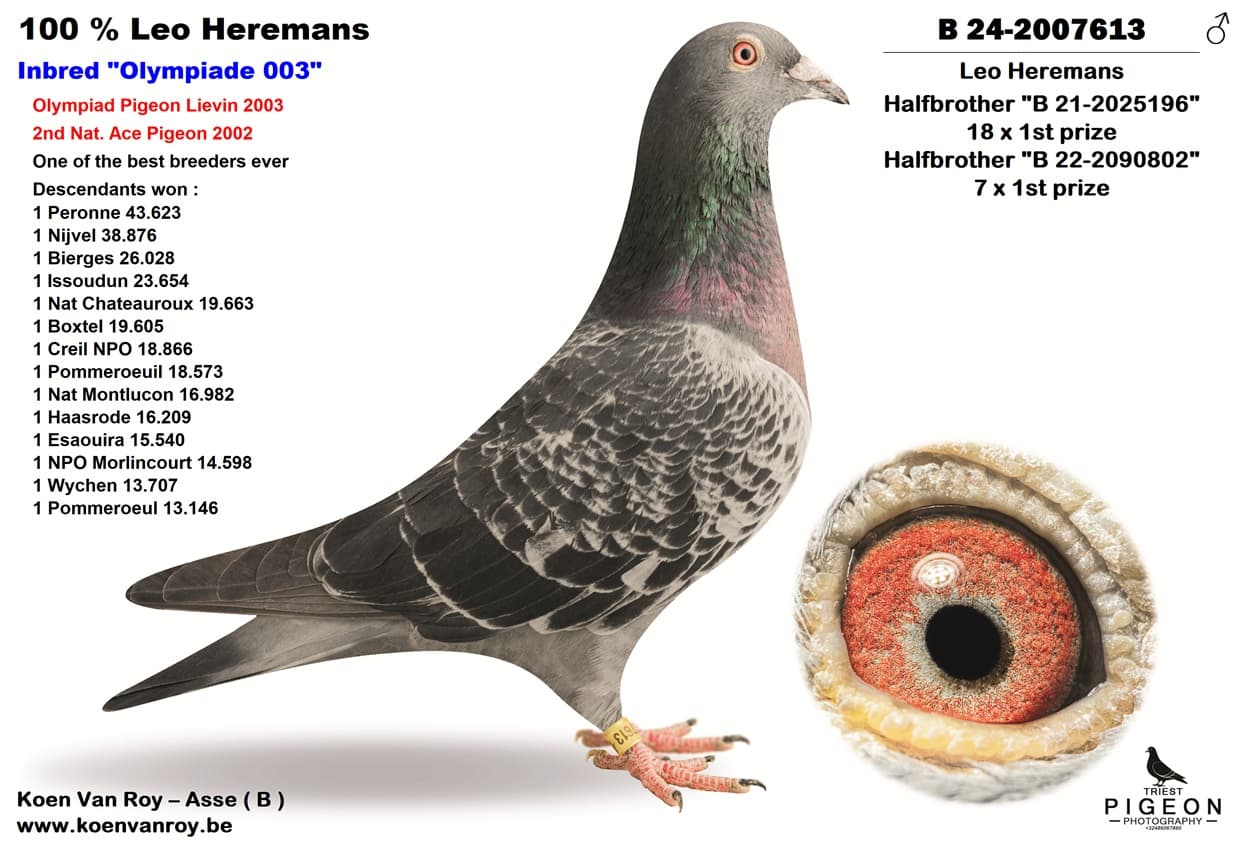 ‘Inbred 003’ x ‘Inbred 010’