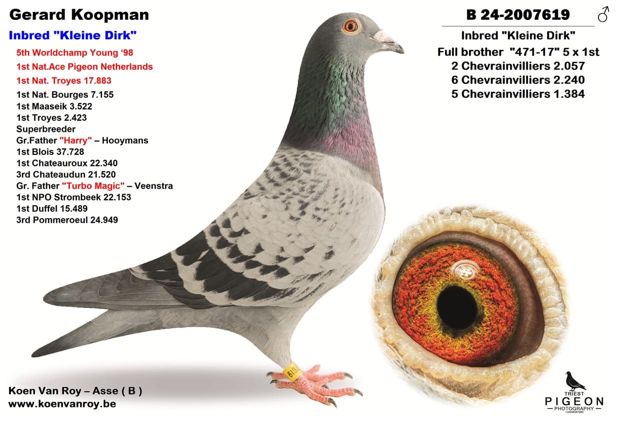 Gerard Koopman  Inbred "Kleine Dirk"