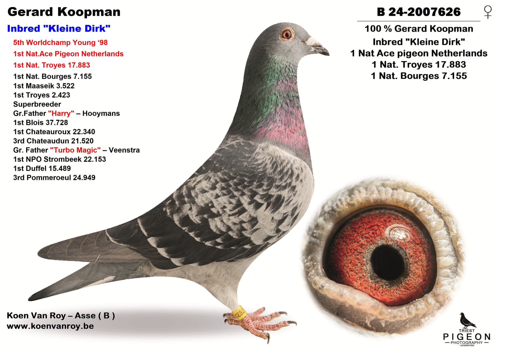 100 % Gerard Koopman  Inbred "Kleine Dirk"