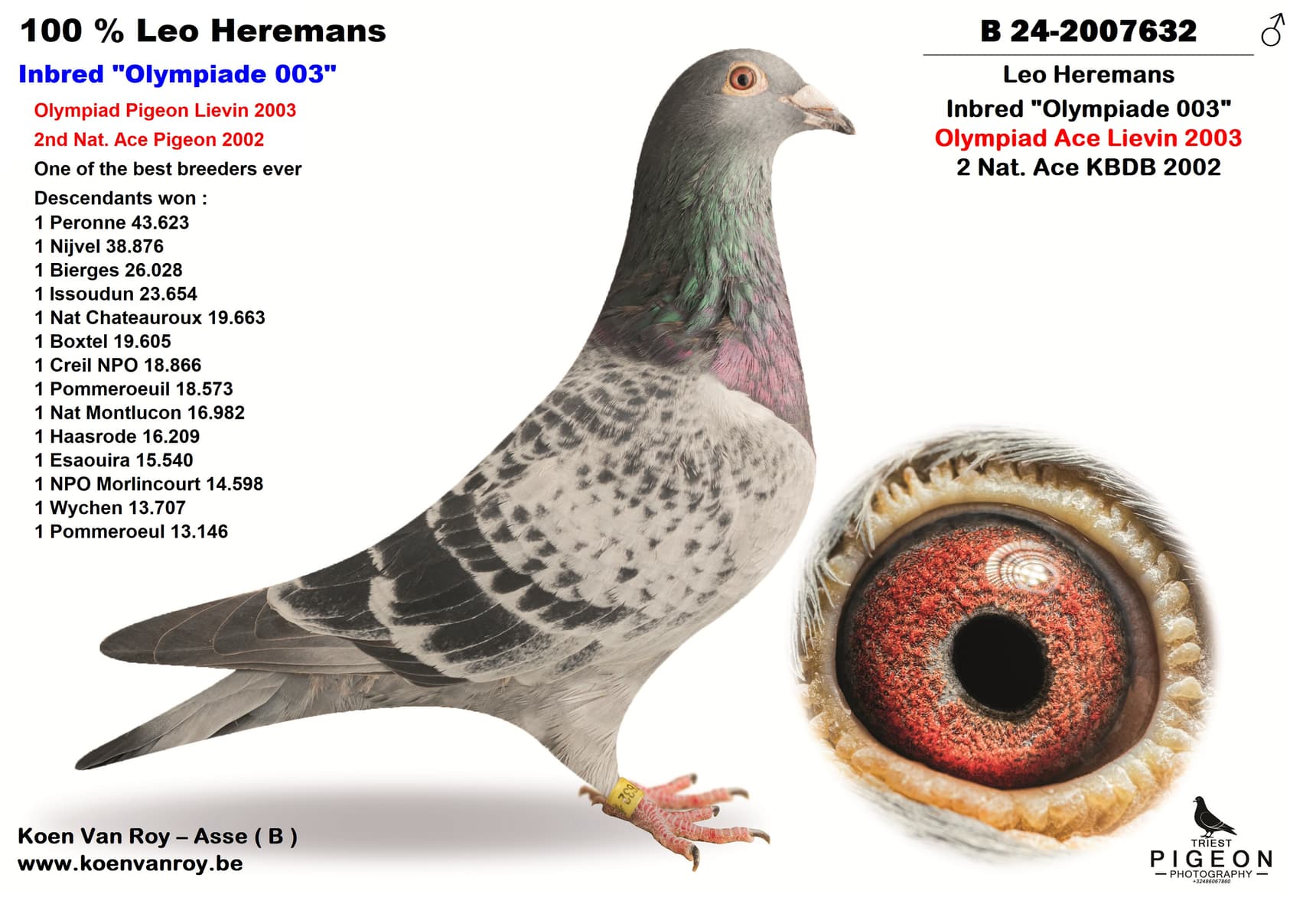 100 % Leo Heremans  Inbred "Olympiade 003"