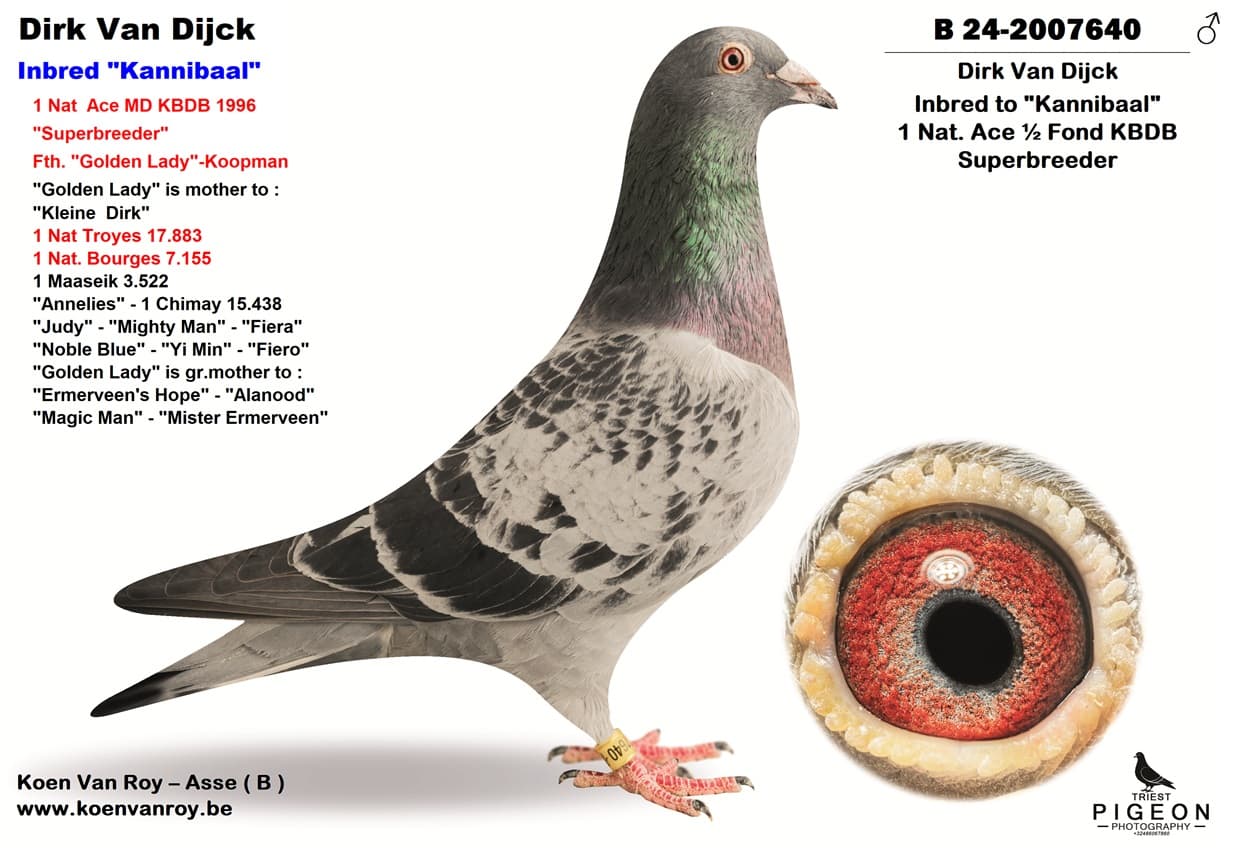 Inbred ‘Kannibaal 355’ x ‘Blauwe 442’