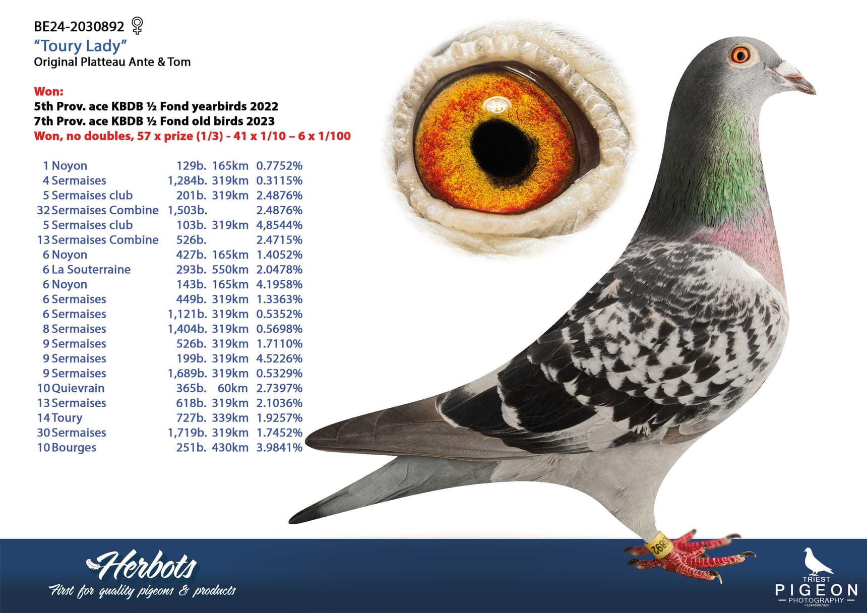 pigeon: undefined