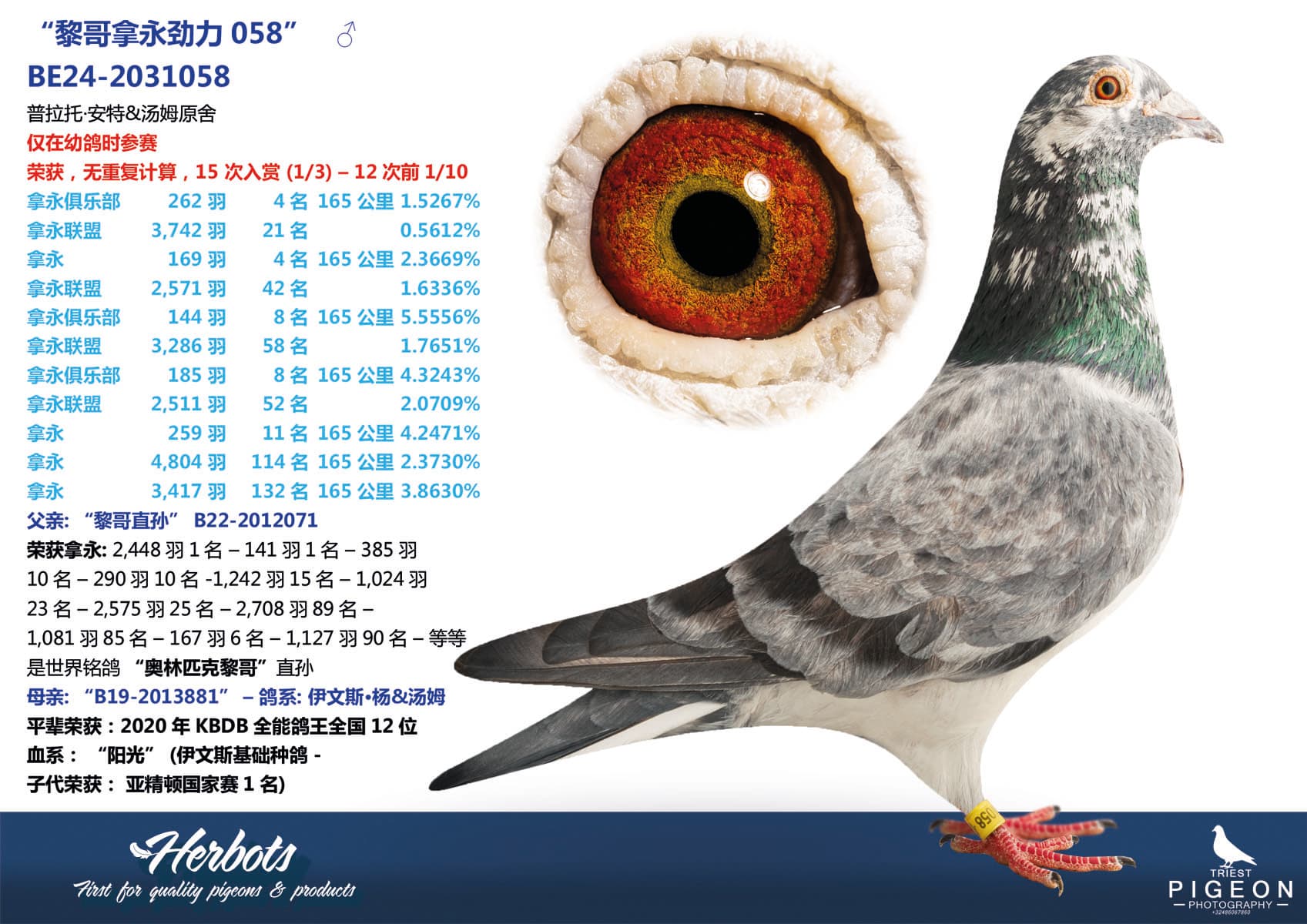 pigeon: “黎哥拿永劲力058”