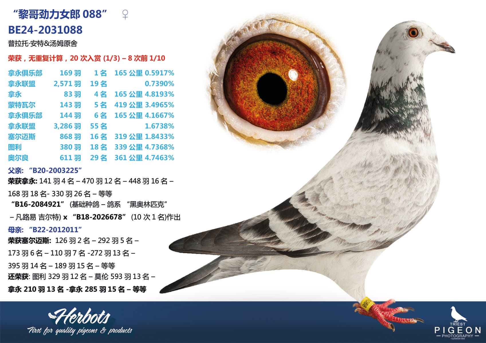 pigeon: “黎哥劲力女郎088”