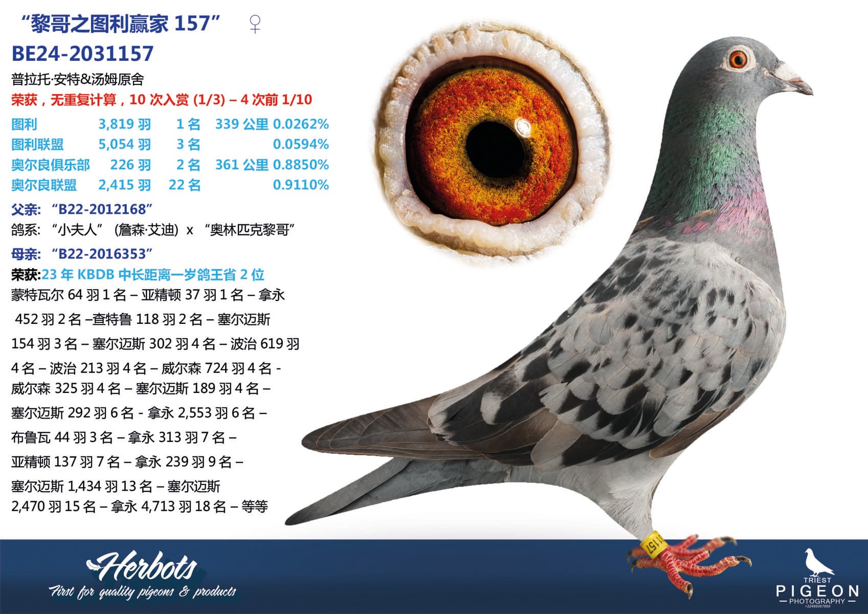 pigeon: “黎哥之图利赢家157”