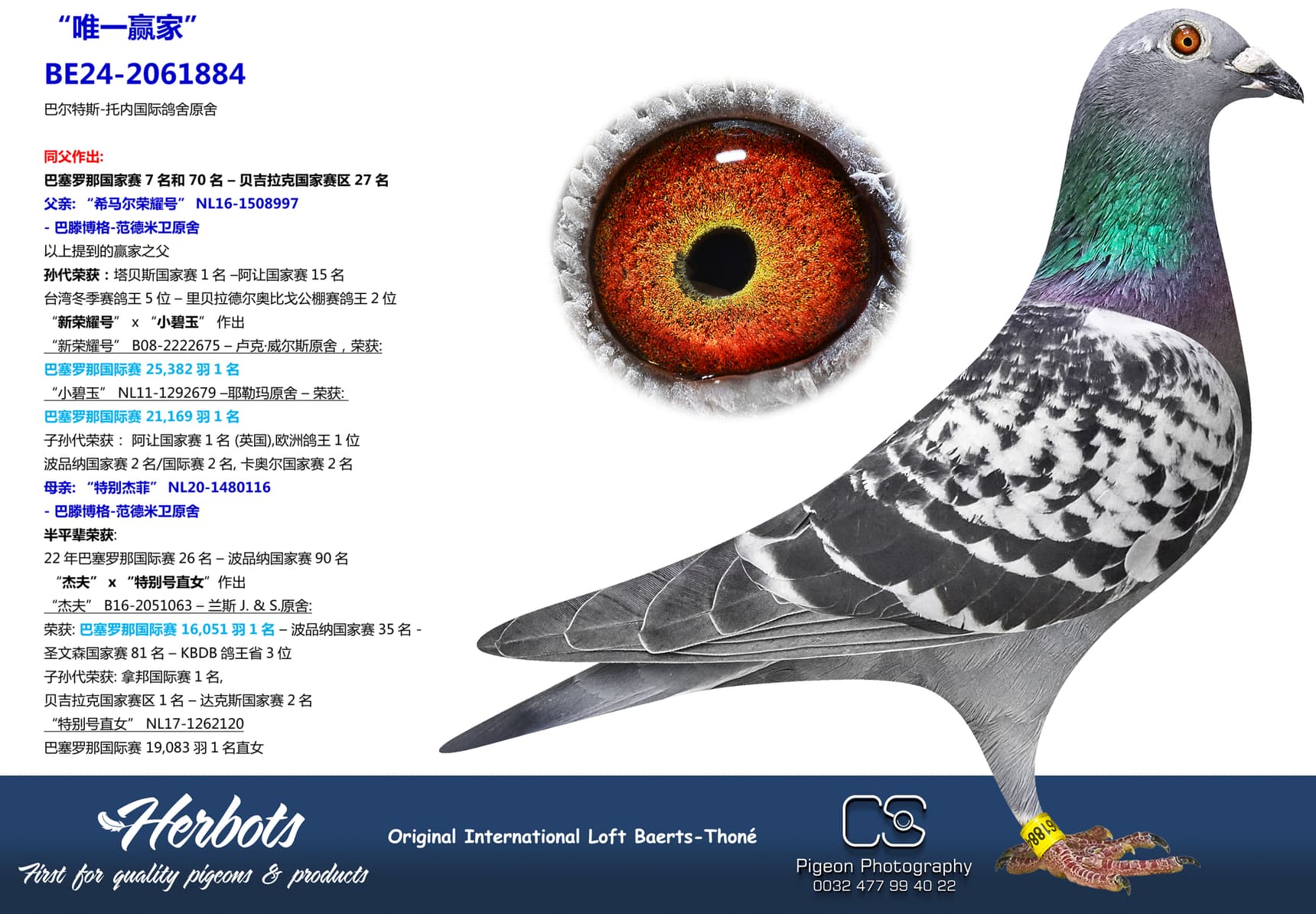 pigeon: “唯一赢家”