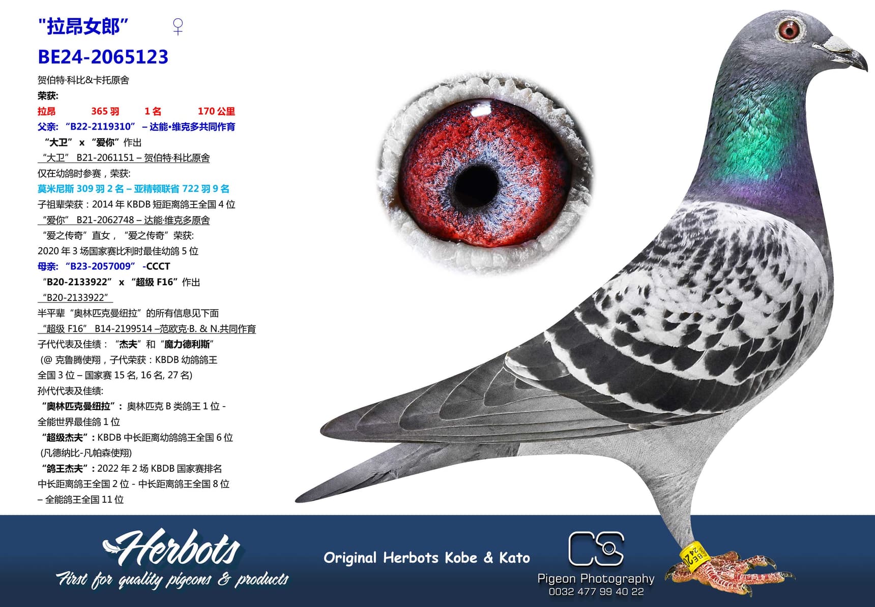 pigeon: "拉昂女郎"