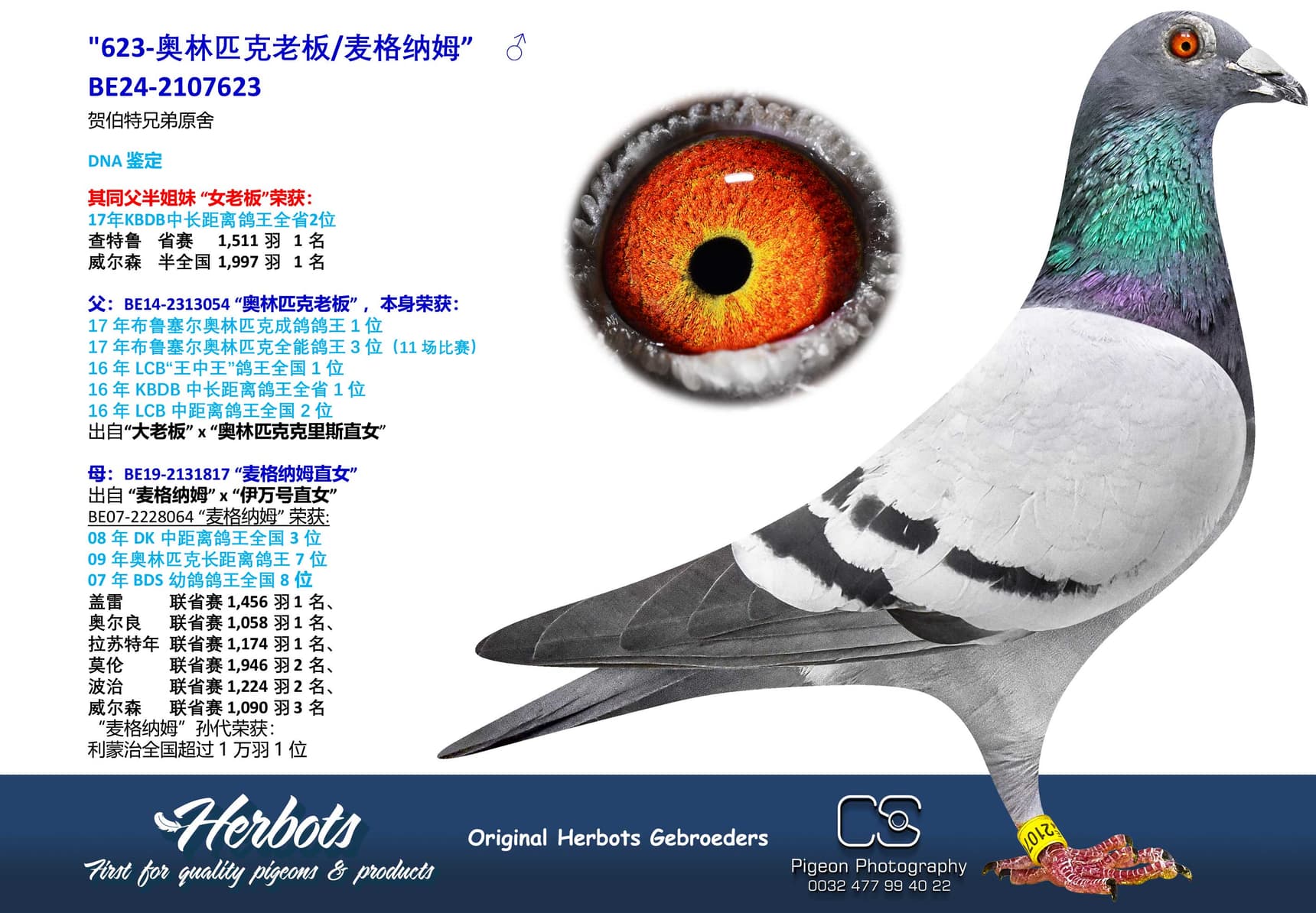 pigeon: "623-奥林匹克老板/麦格纳姆”