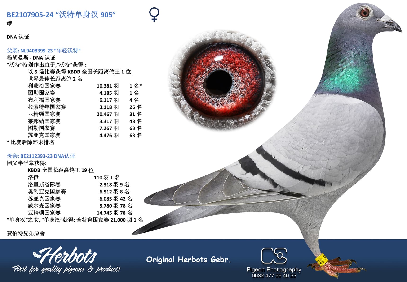 pigeon: “沃特单身汉 905”