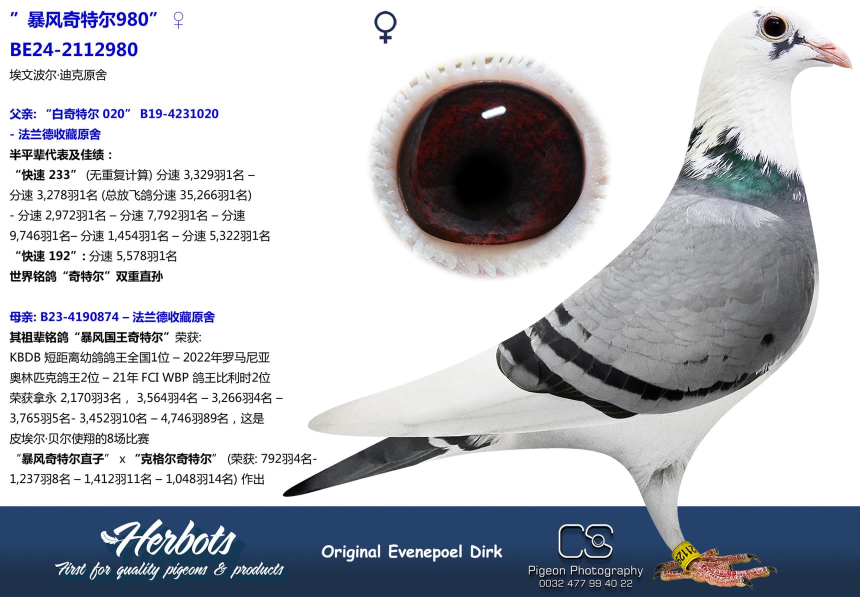pigeon: undefined