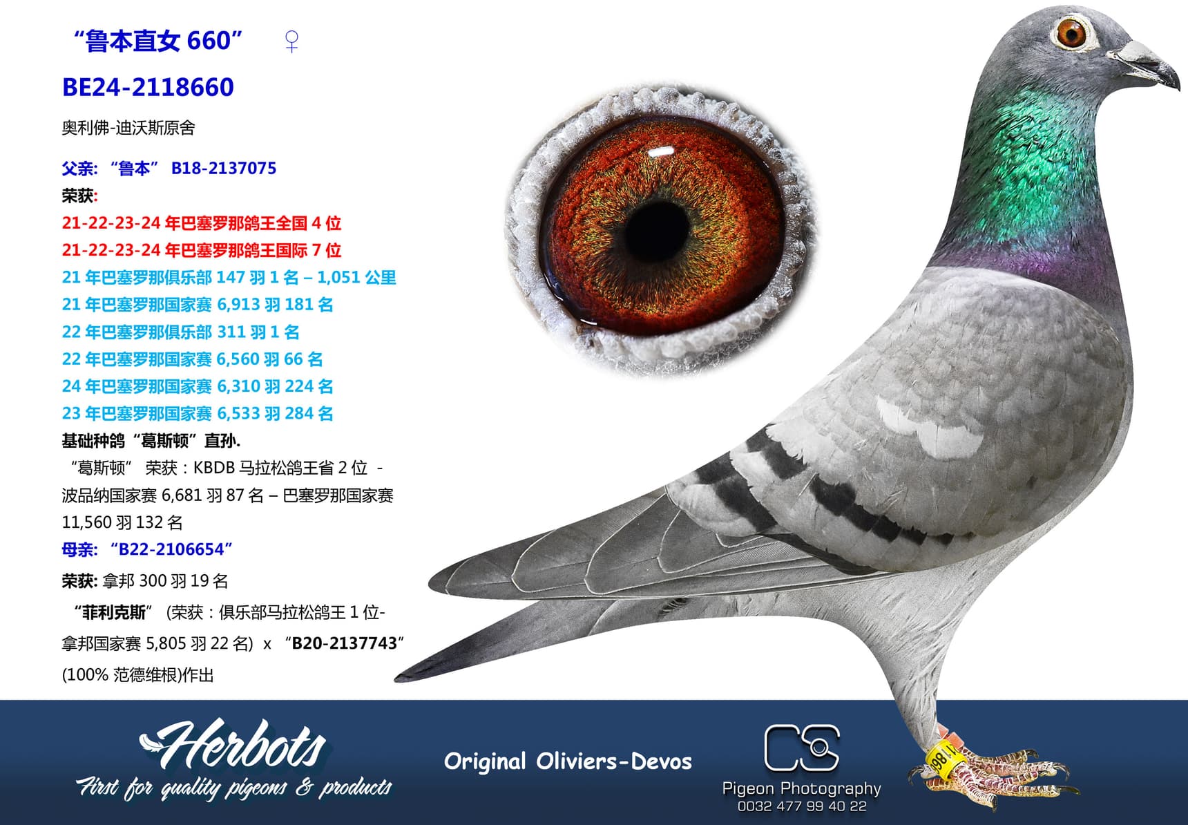 pigeon: “鲁本直女660”