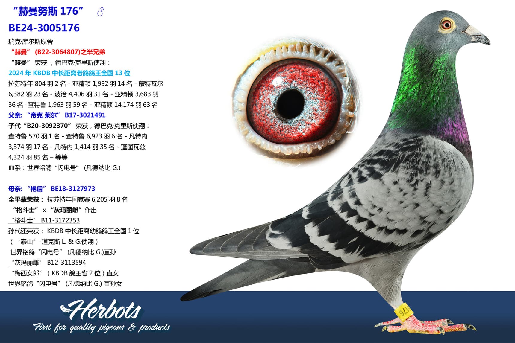 pigeon: undefined