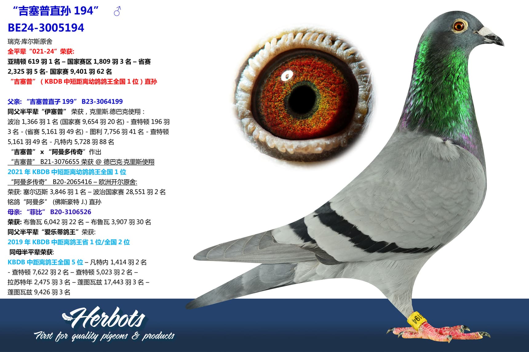 pigeon: undefined