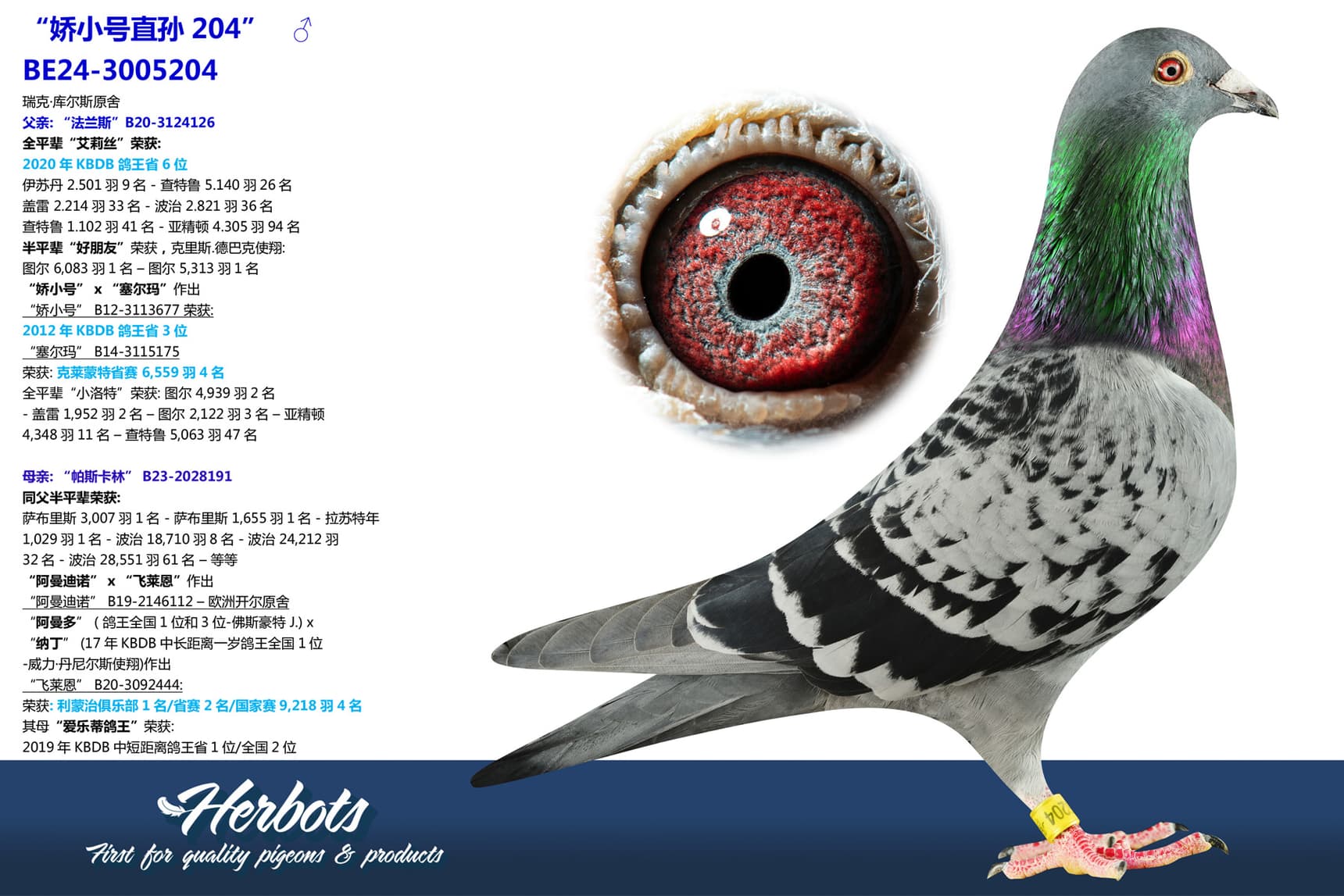 pigeon: “娇小号直孙204”