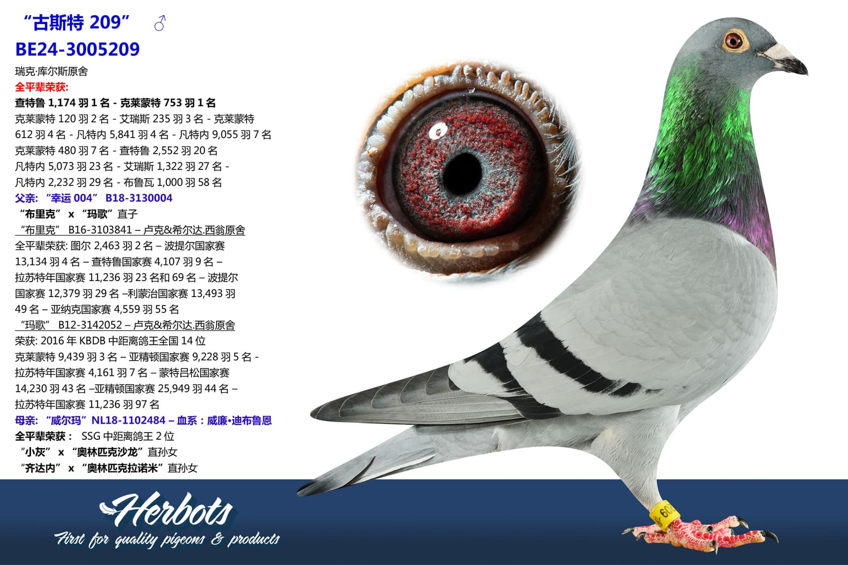 pigeon: “古斯特 209”