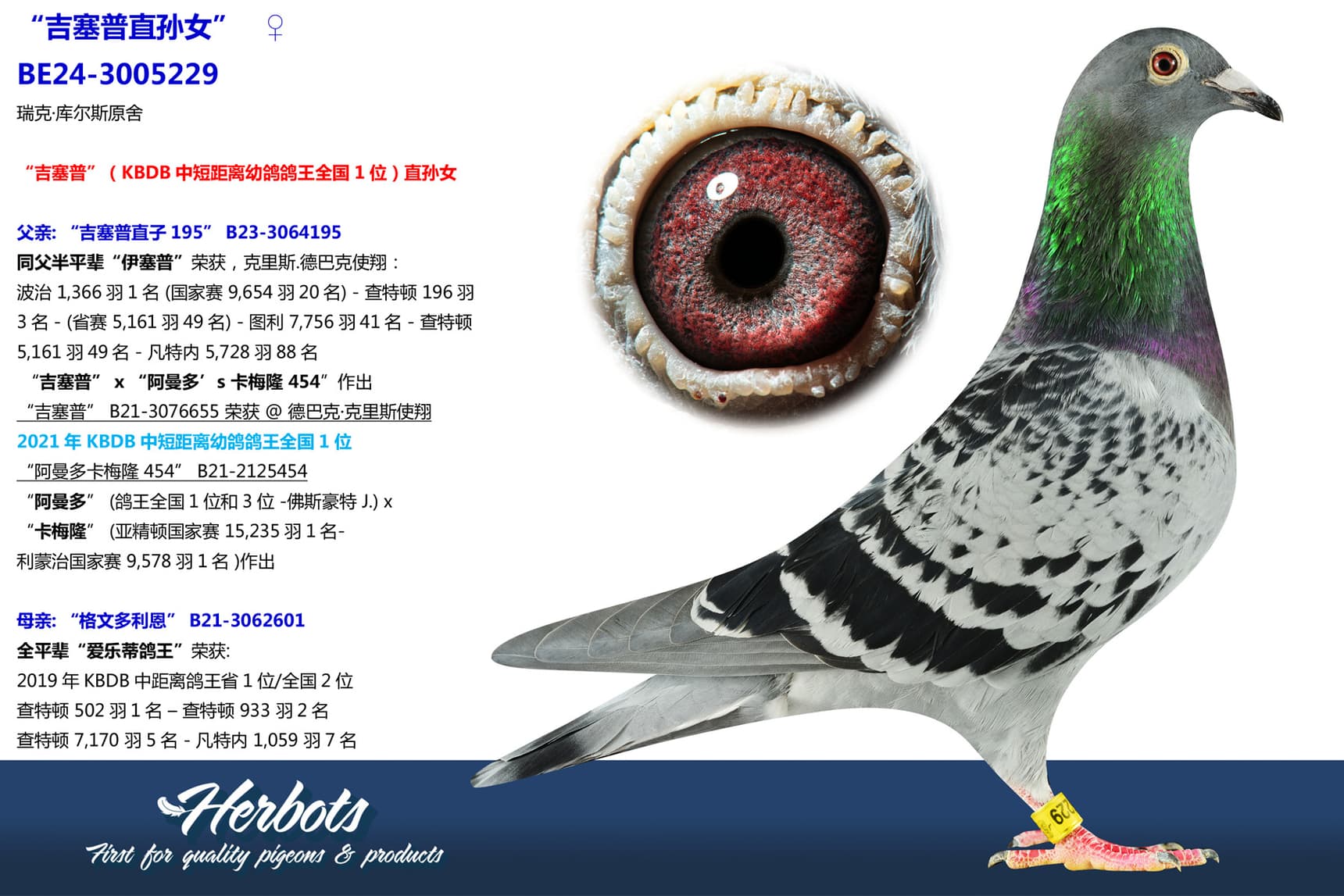 pigeon: undefined