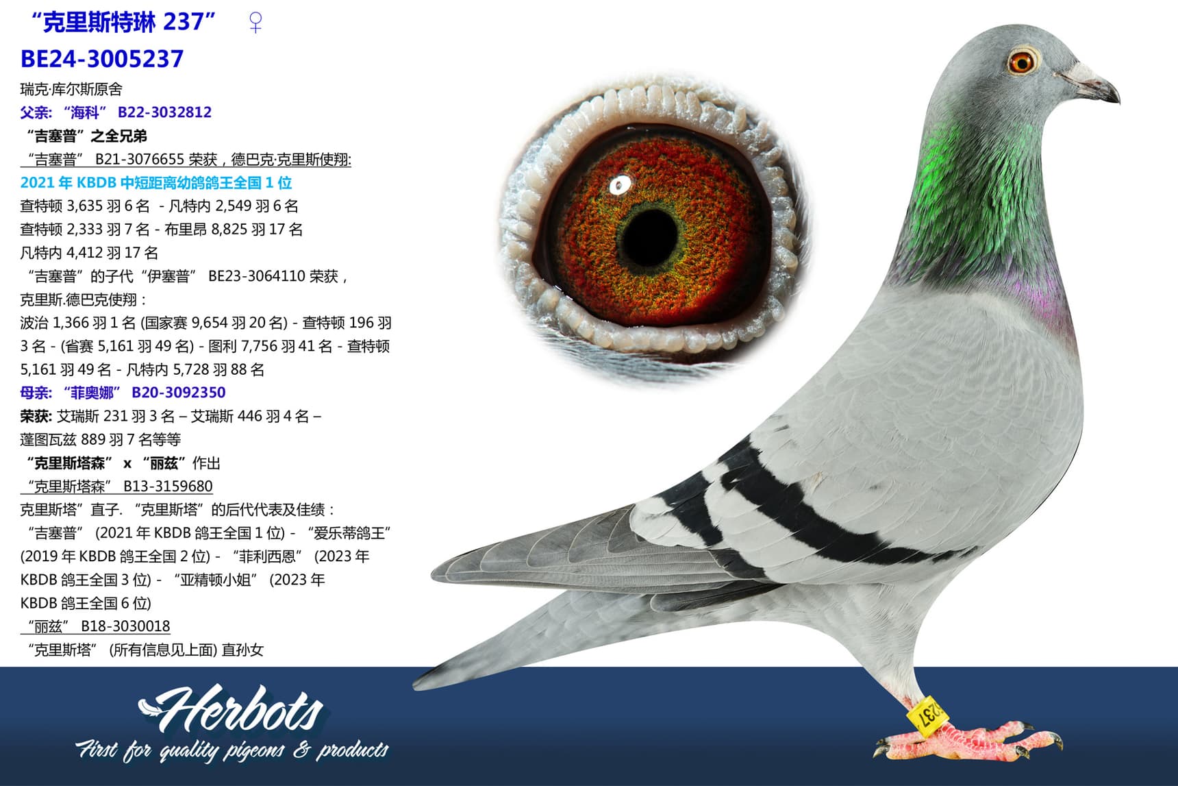 pigeon: undefined