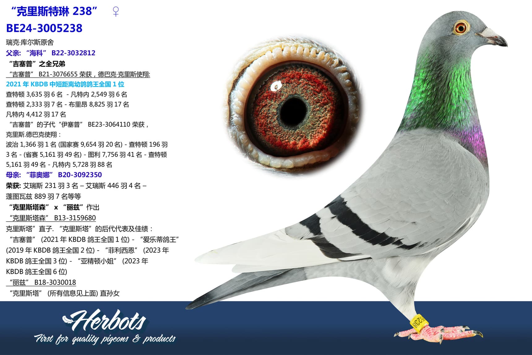pigeon: undefined