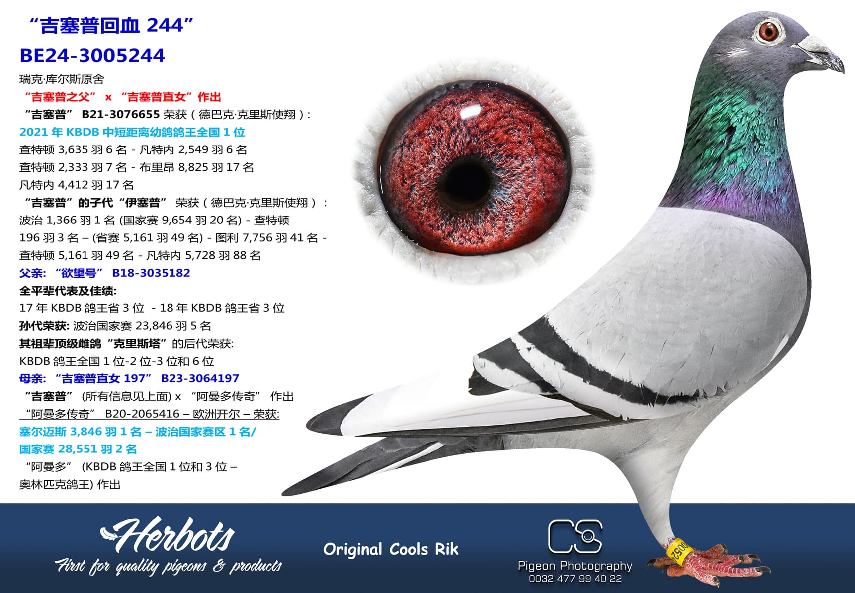 pigeon: “吉塞普回血 244”