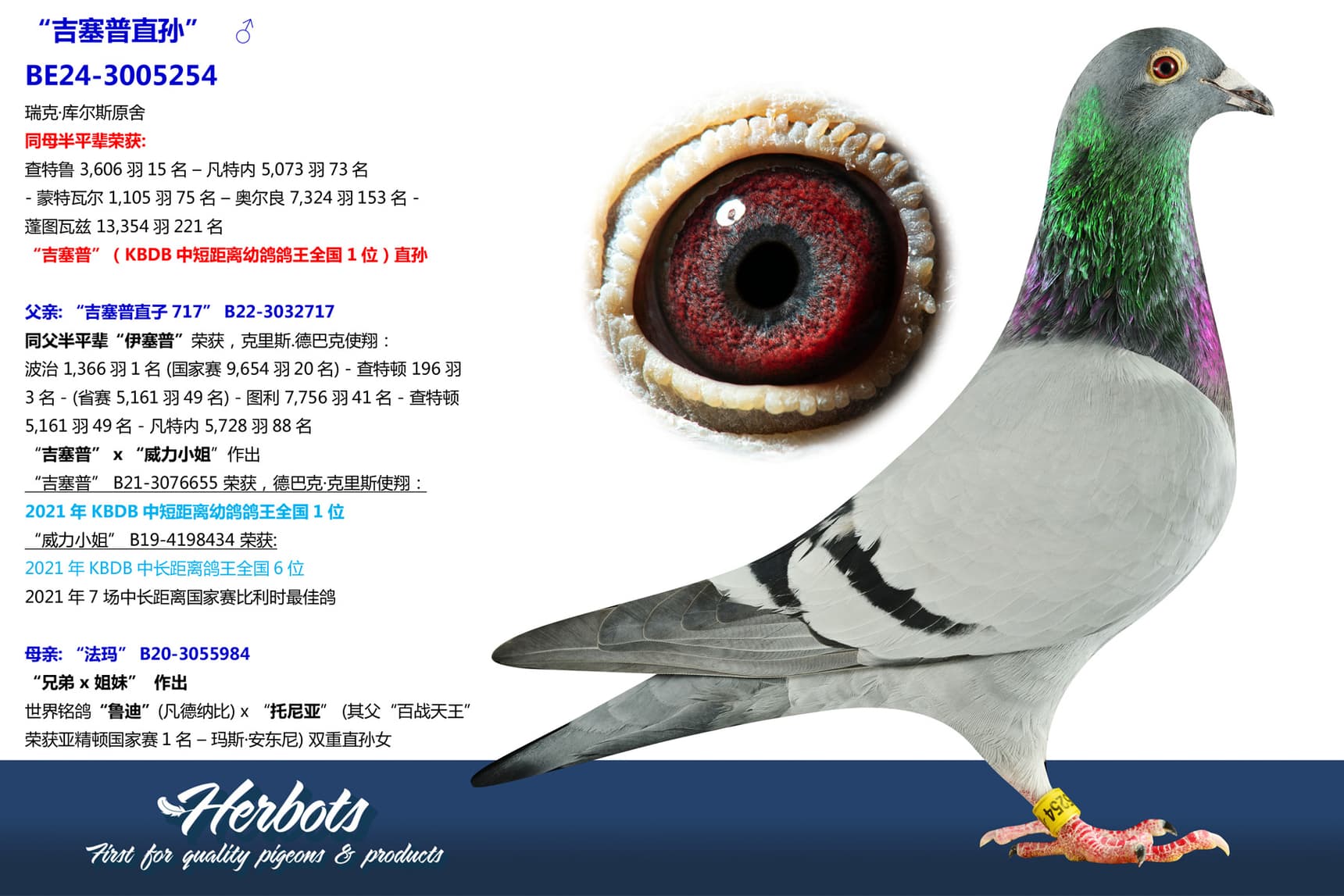 pigeon: “吉塞普直孙”