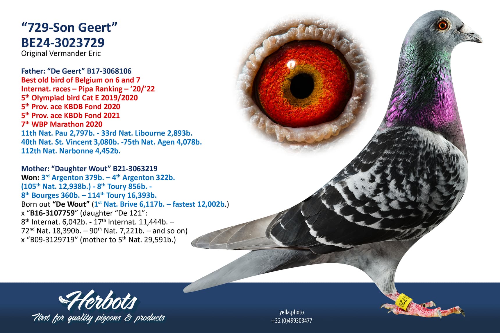 pigeon: undefined
