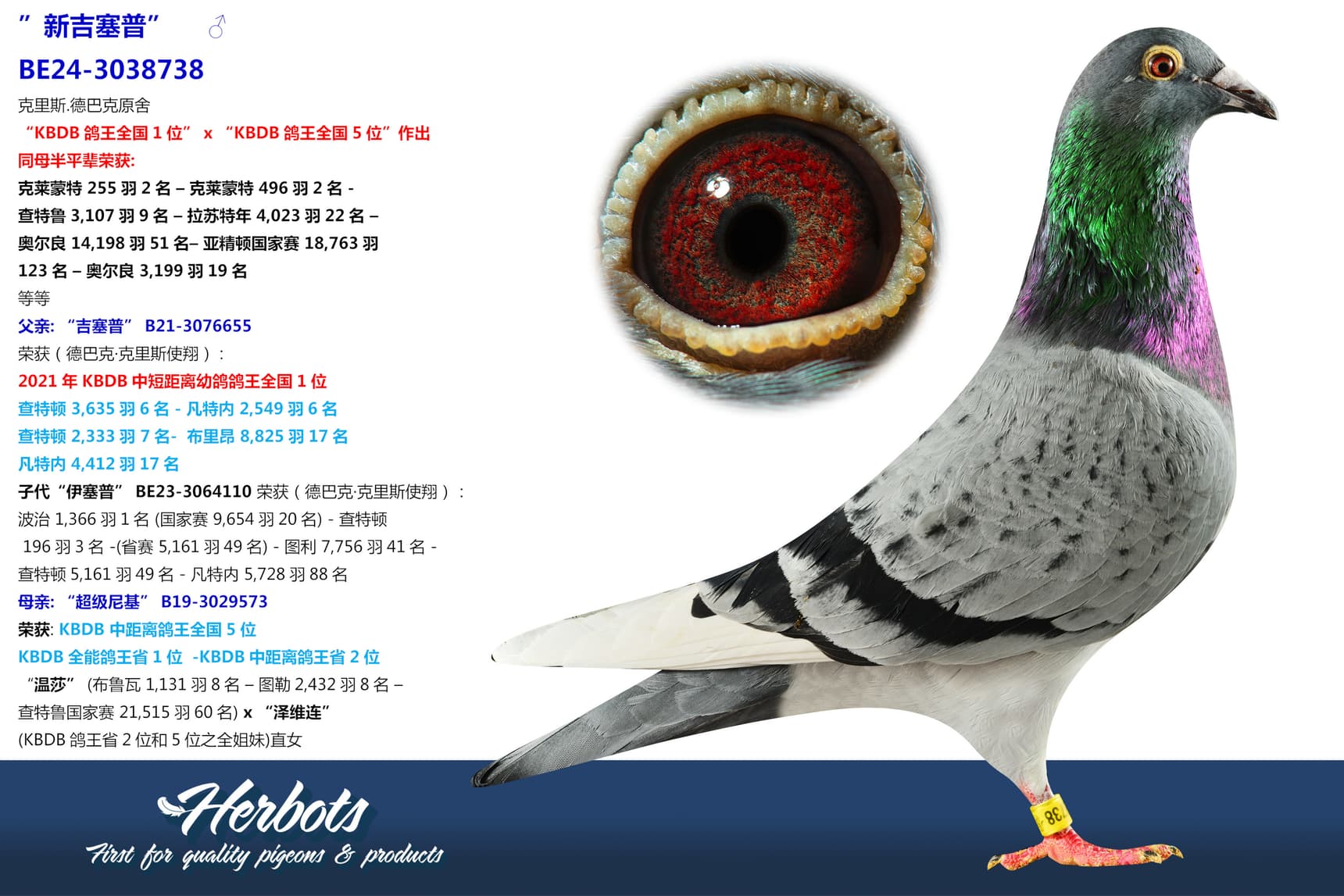 pigeon: ”新吉塞普”