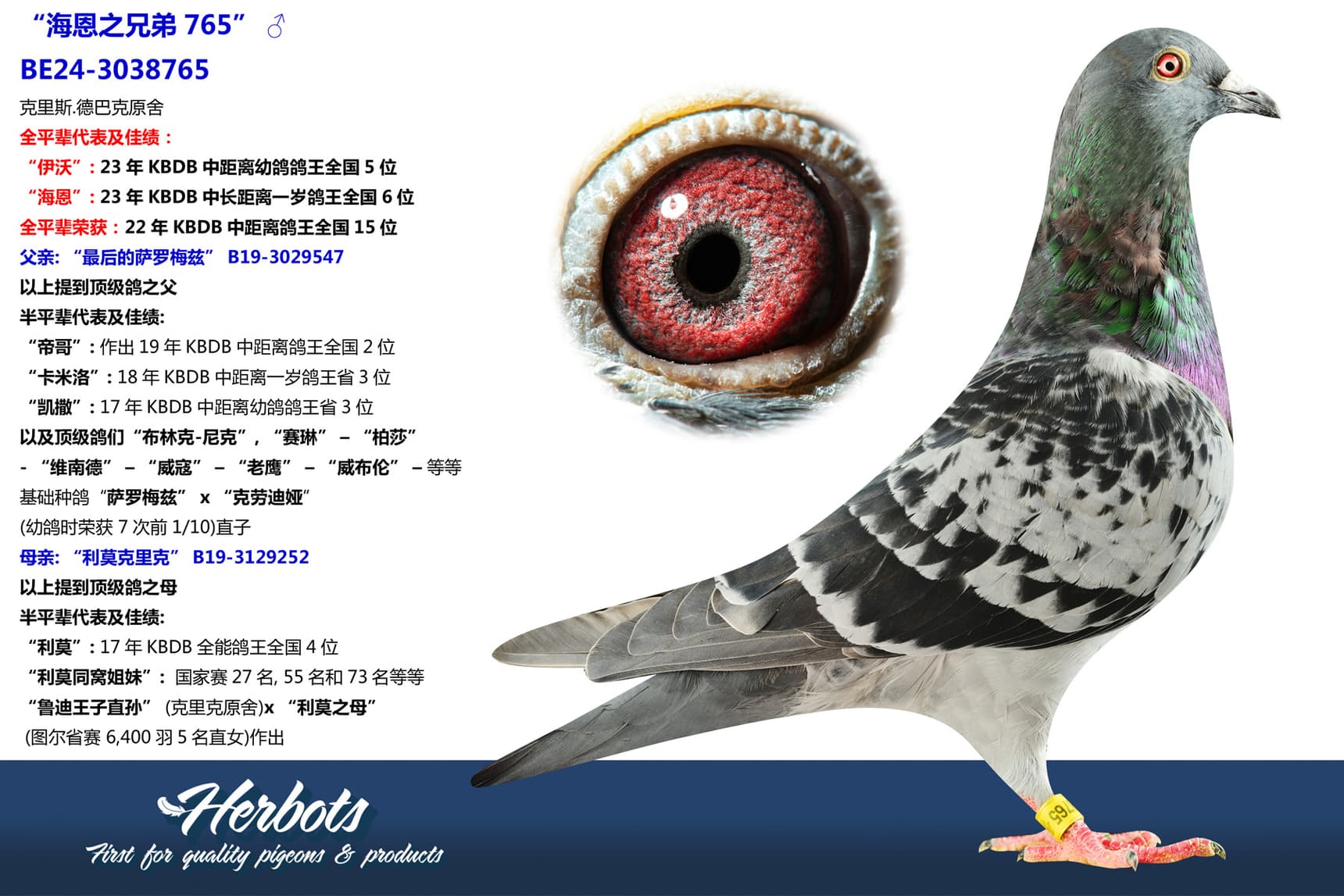 pigeon: “海恩之兄弟765”