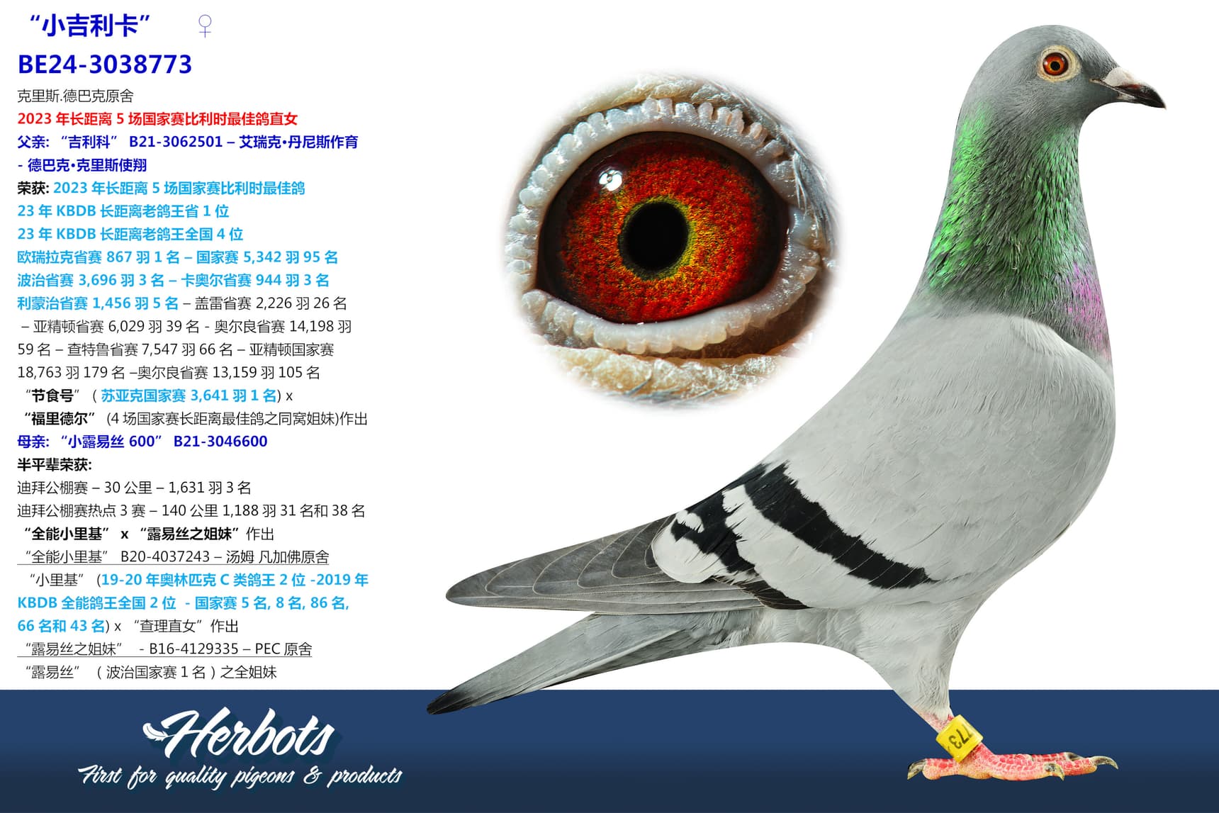 pigeon: “小吉利卡”