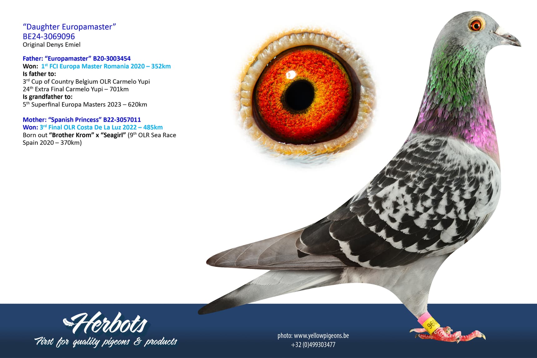 pigeon: undefined