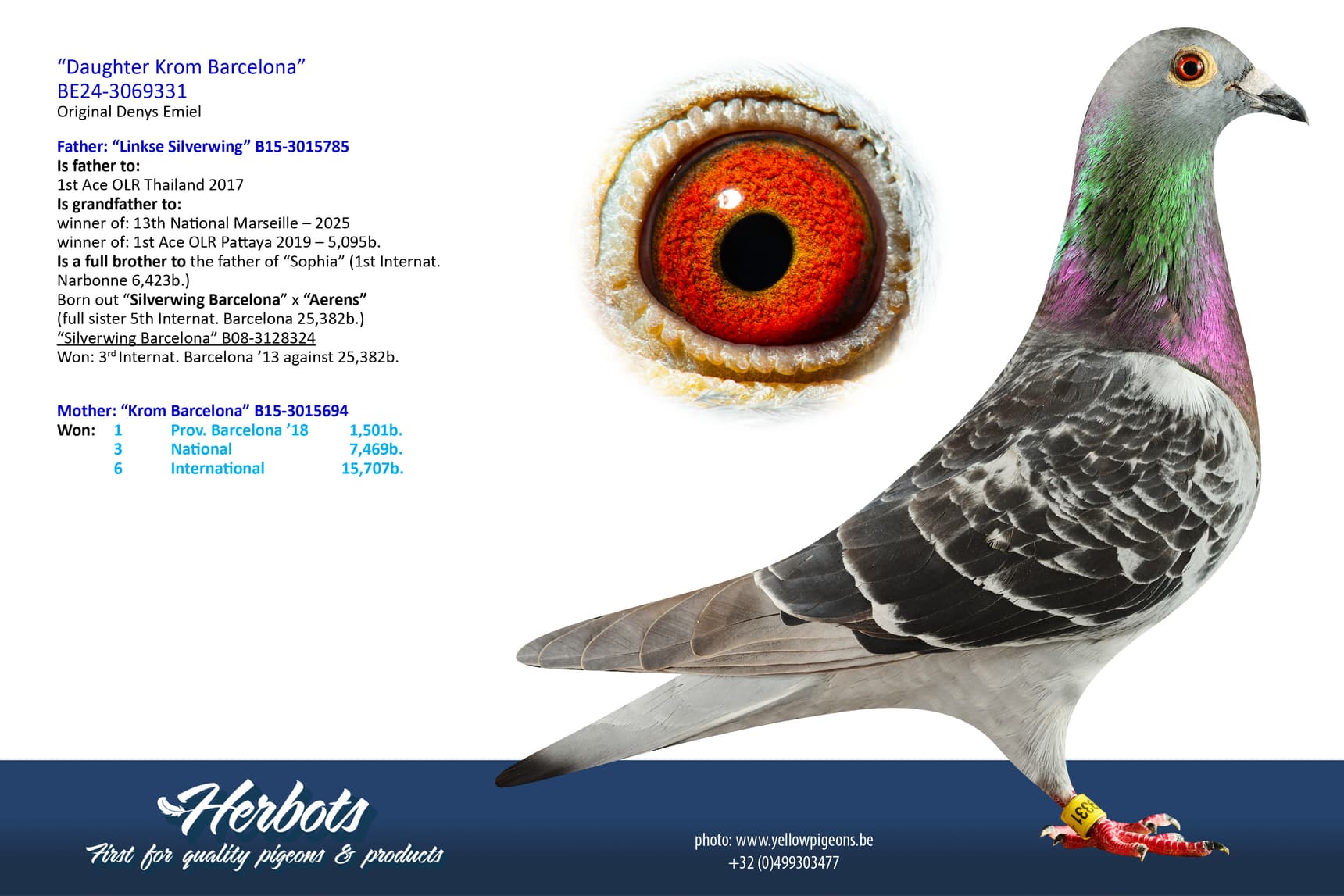 pigeon: undefined