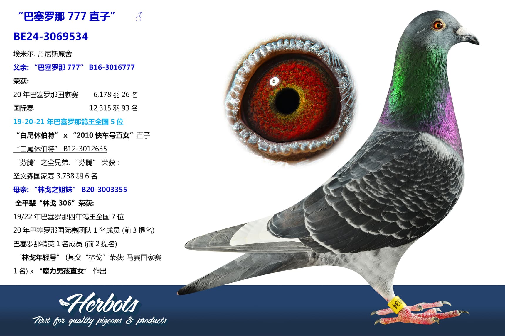 pigeon: “巴塞罗那777直子”
