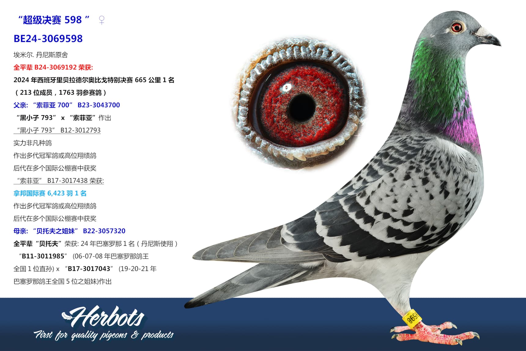 pigeon: “超级决赛 598 ”