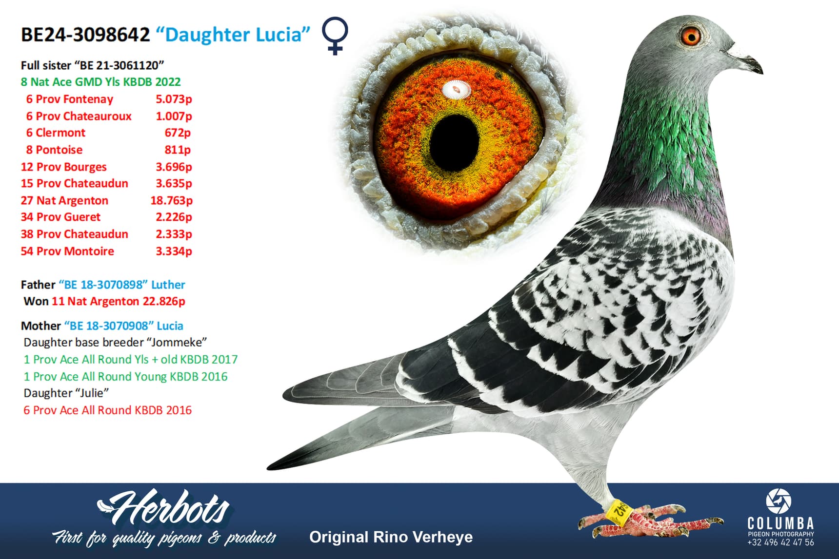 pigeon: undefined