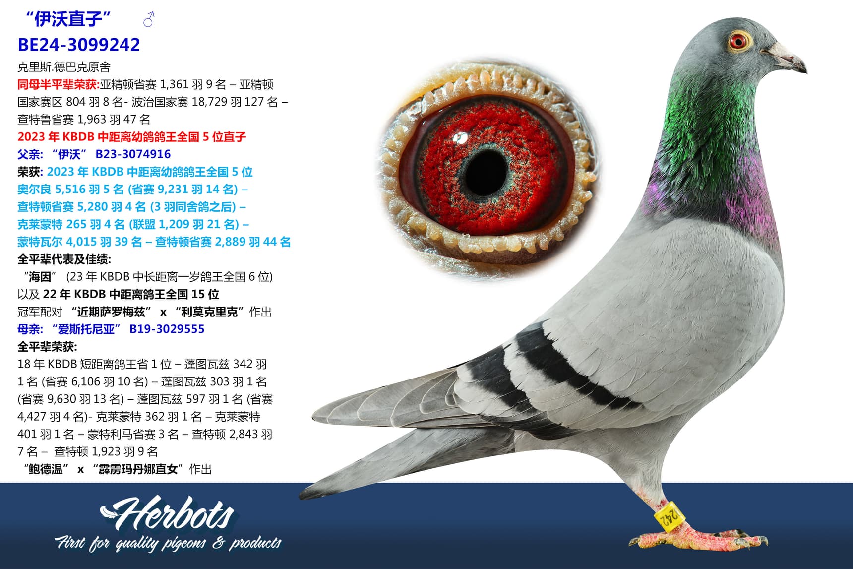 pigeon: “伊沃直子”