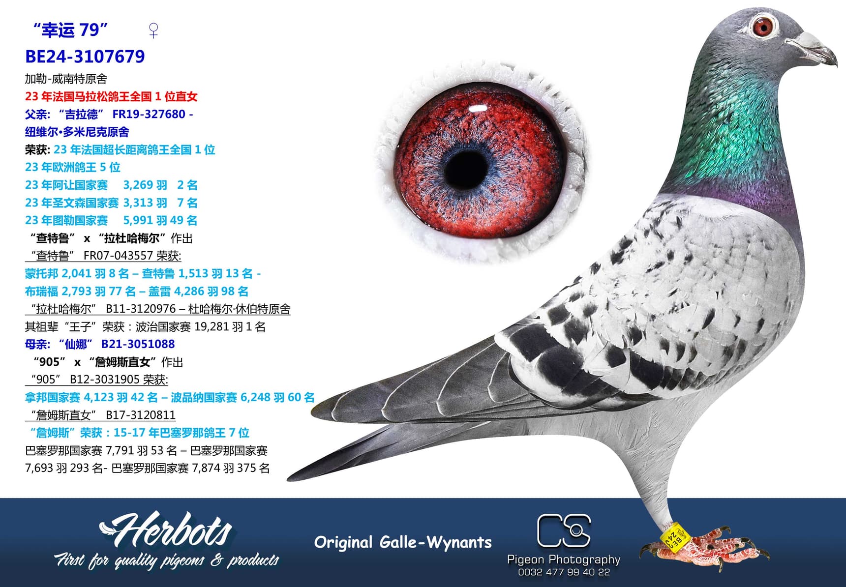 pigeon: “幸运79”