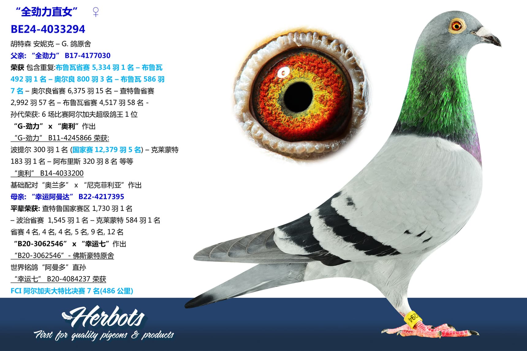 pigeon: “全劲力直女”