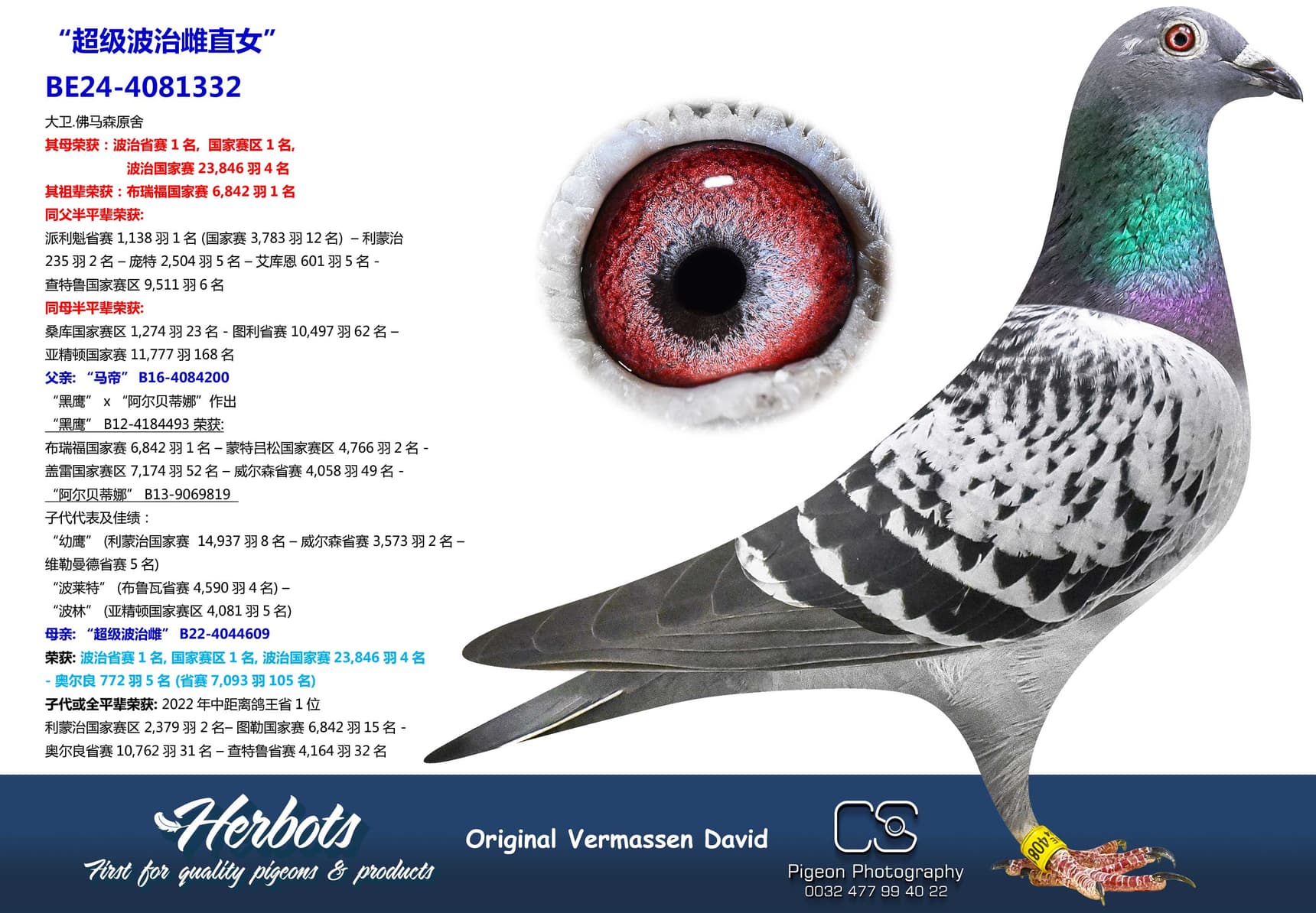 pigeon: “超级波治雌直女”