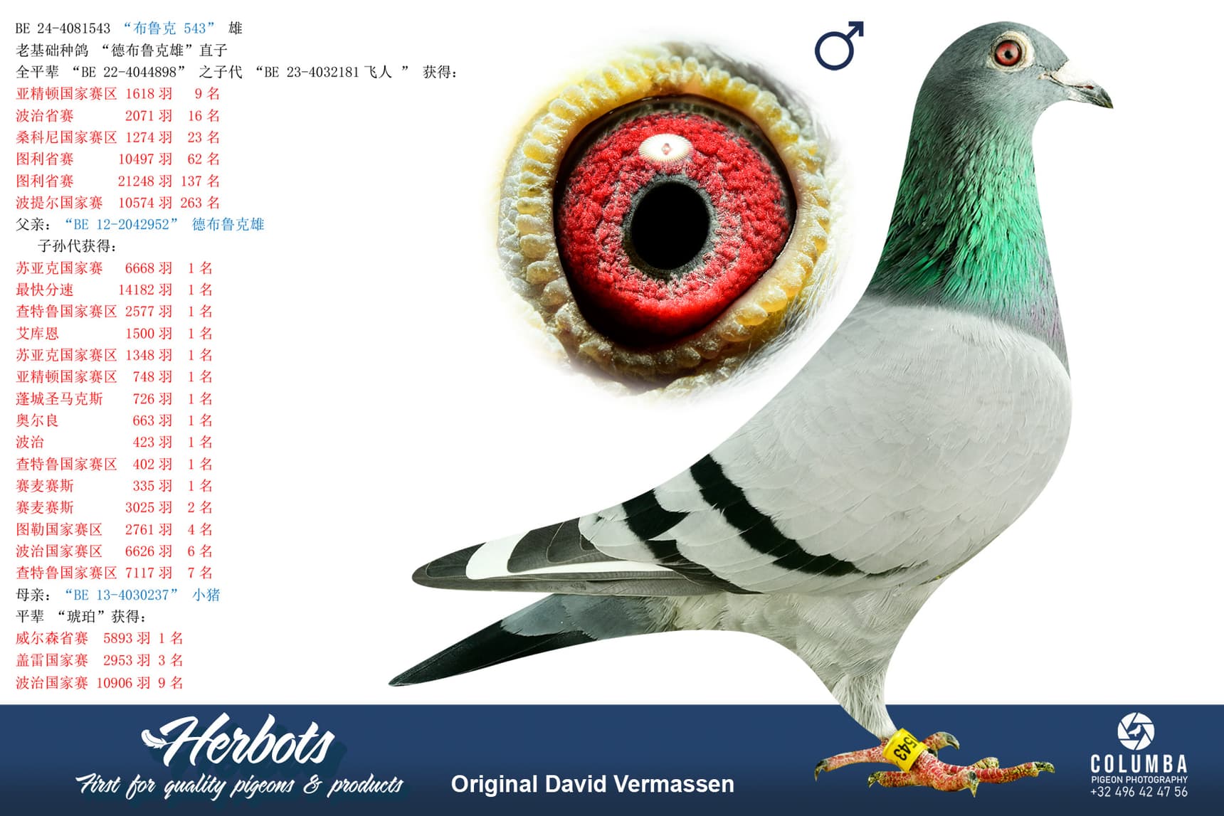 pigeon: undefined