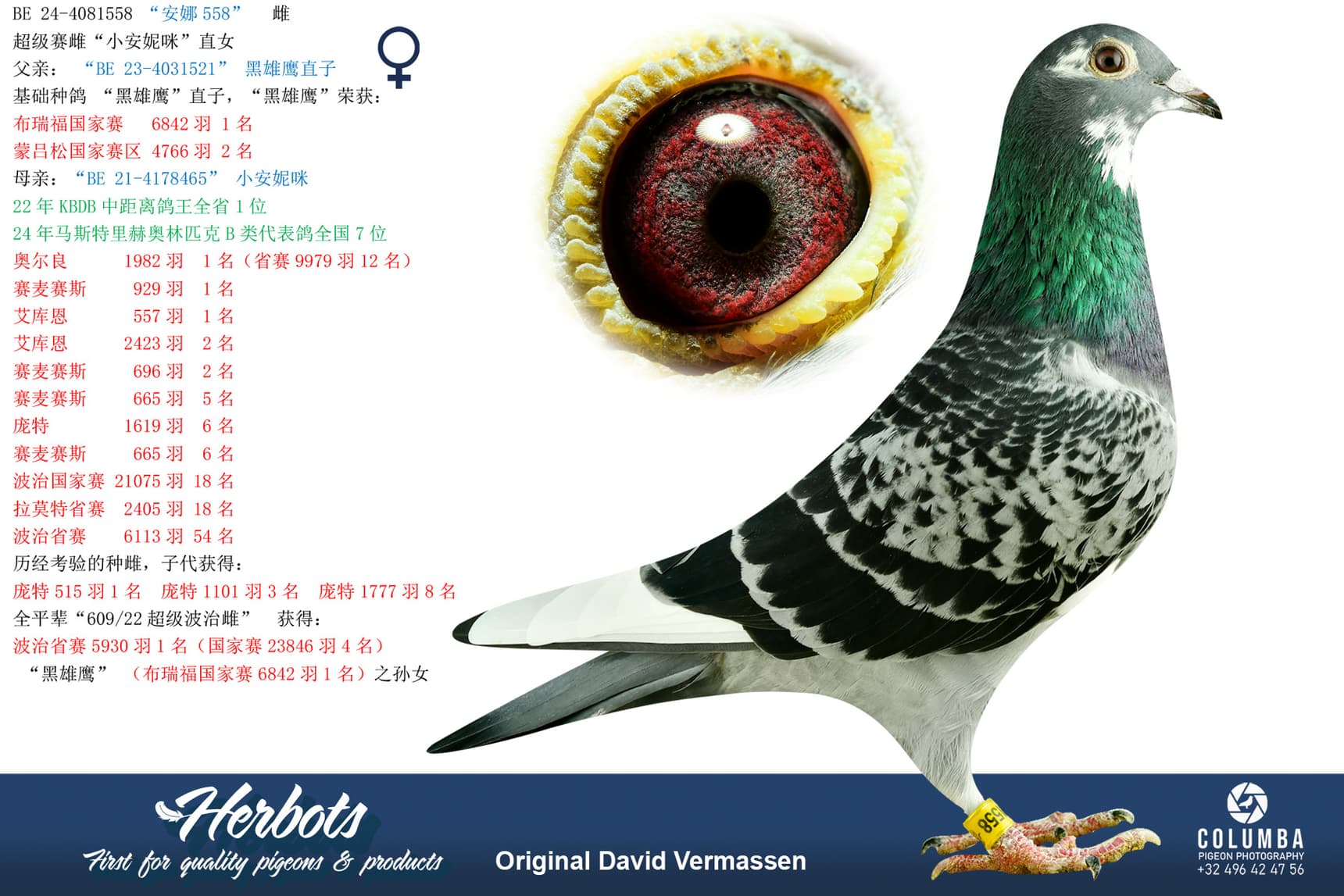 pigeon: undefined
