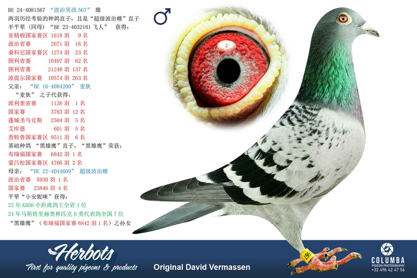 pigeon: undefined