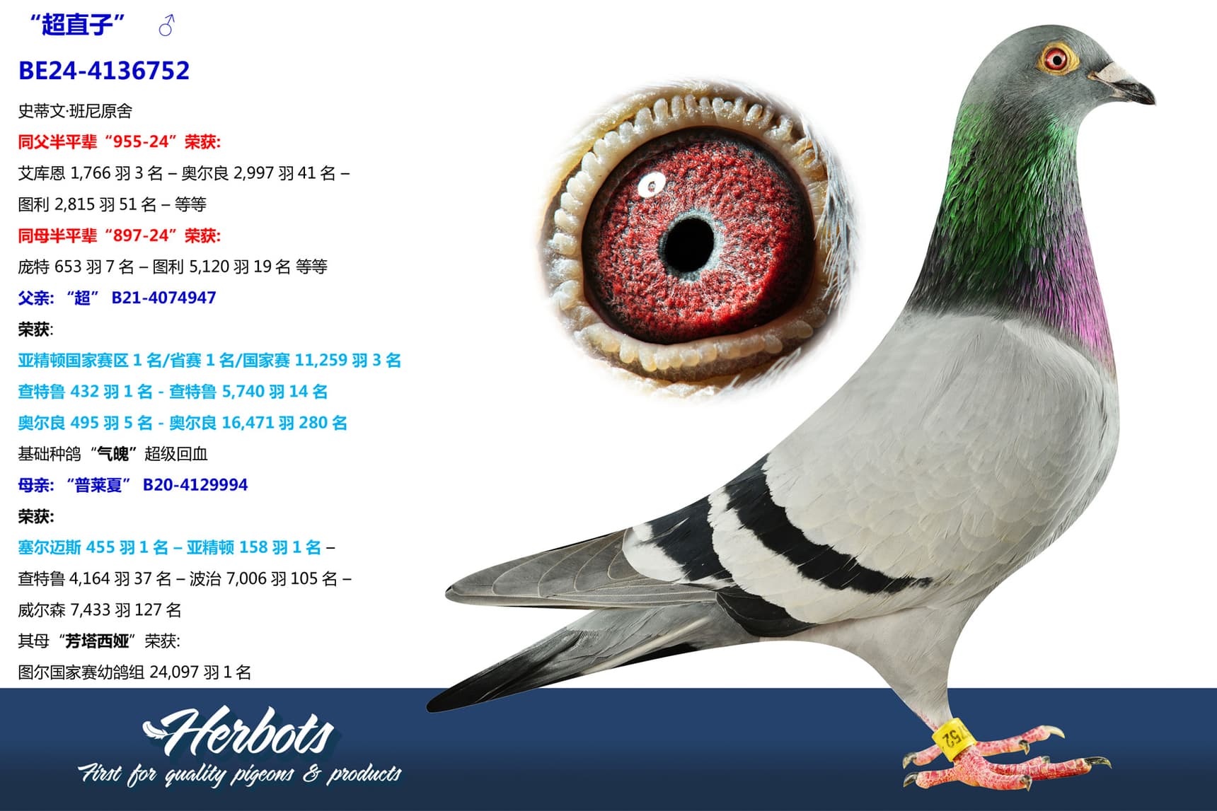 pigeon: “超直子”