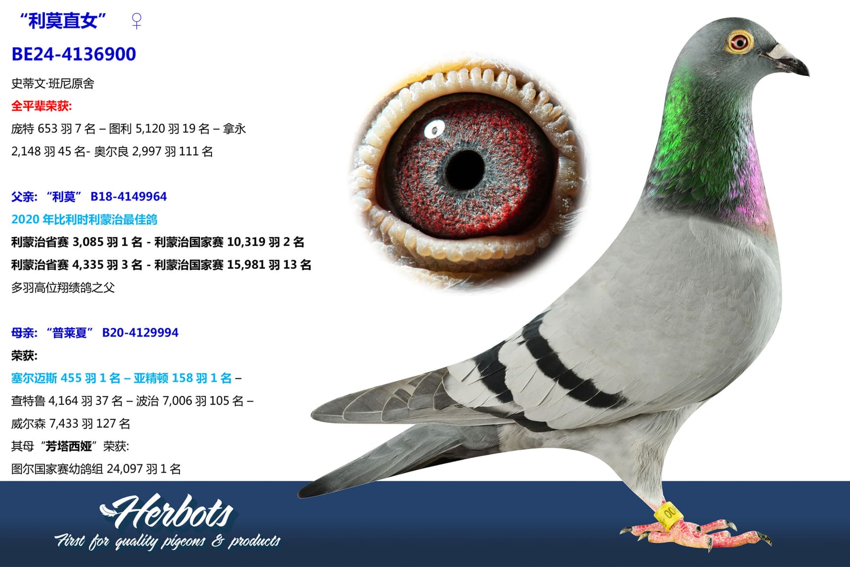 pigeon: “利莫直女”